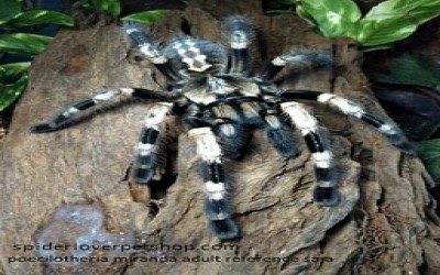 poecilotheria miranda sling tarantula